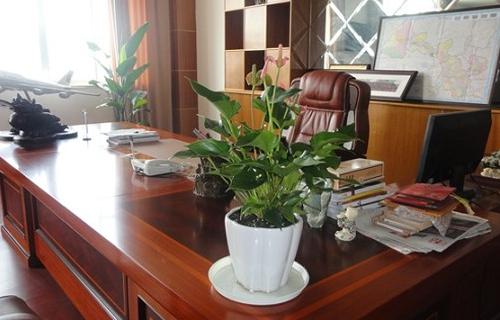 辦公桌上放綠色植物有哪些好處呢？